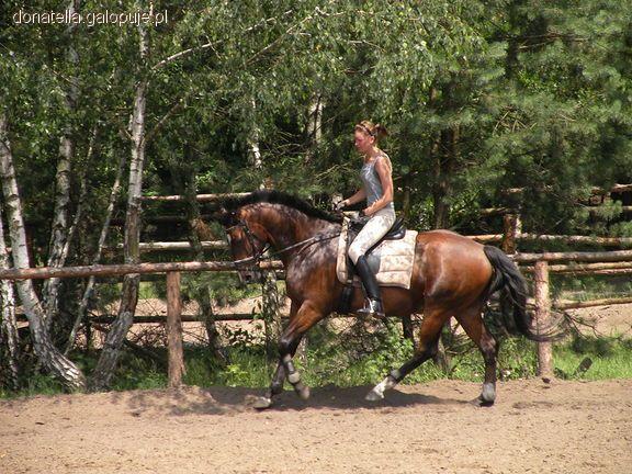 Wiek konia cz.II