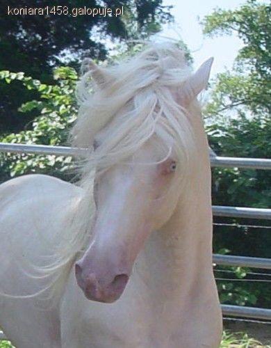 Albinos