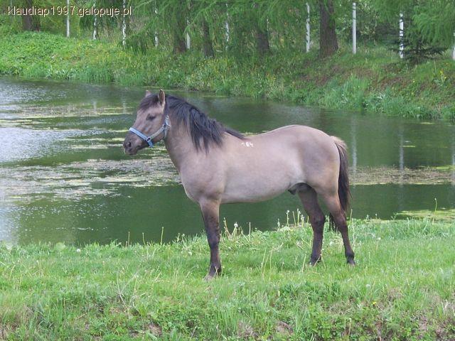 Konik polski
