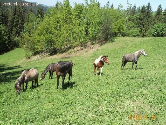 Co należy robić z koniem?- Czyli czego nalezy sie wystrzegać!