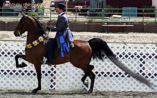 Tańczące konie- American Saddlebred