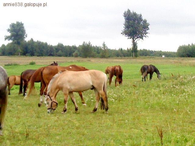 Woltyżerka