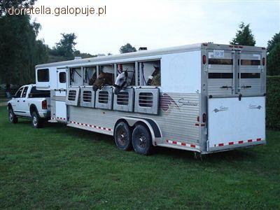 Transport konia