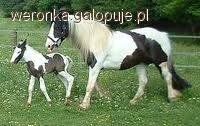 Cob Irlandzki