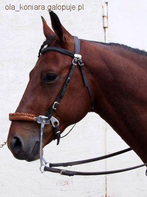 Hackamore a ogłowie wędzidłowe