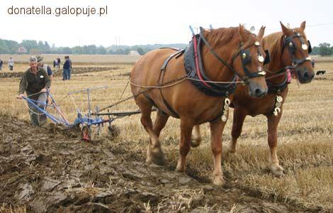 Suffolk Punch