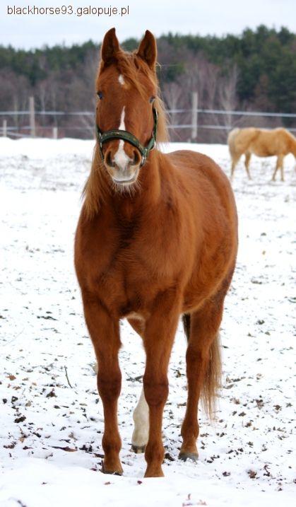Quarter horse 
