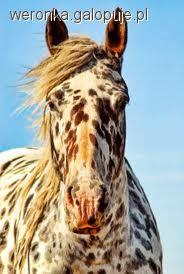 Koń Appaloosa