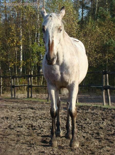 Tereny obóz w LKJ Zabajka 2011 