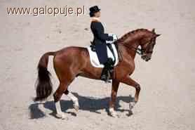 Mistrzostwa Europy Seniorów w Ujeżdżeniu Rotterdam 2011