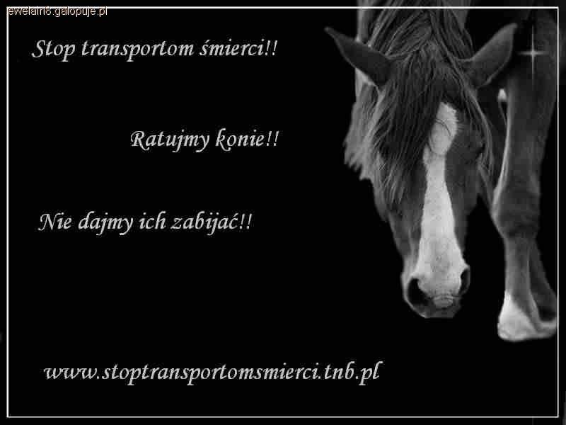 STOP KONIAM NA RZEź..!