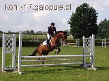 Zawody w skokach w Oławie !!!