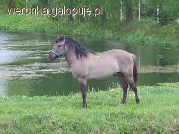 Konik Polski