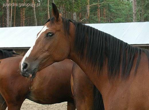 Janów Lubelski Obóz Jazdy Konnej 