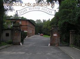 II OTWARTE TOWARZYSKIE ZAWODY W SKOKACH PRZEZ PRZESZKODY - GNIEZNO 26 czerwca 2011