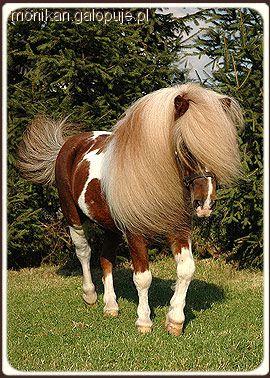 Kuce Szetlandzkie