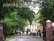 XI Krajowa Wystawa Koników Polskich TARPANIADA 201