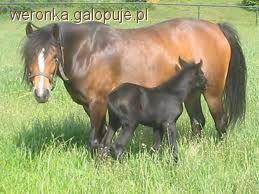 Walijski kuc górski
