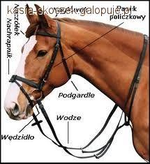 Ogłowia