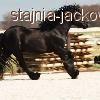 Nowy koń w Stajni