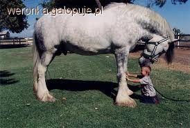 Shire