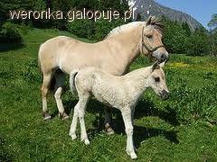 Konie fiordzkie