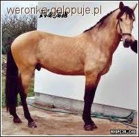 Konie luzytańskie