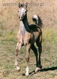 Araby