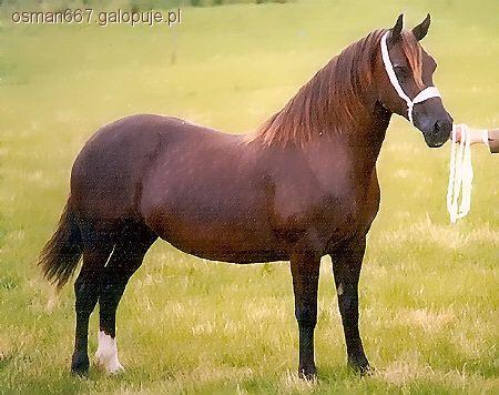 Welsh Cob