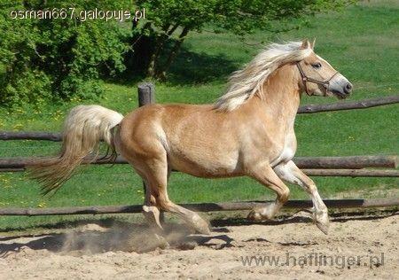 Haflingery