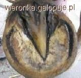 Gnicie strzałki
