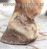 Gruda