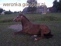 Kolka u konia