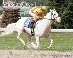 Folblut