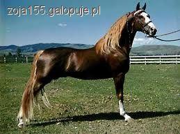 Tennessee walking horse