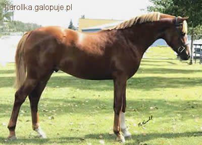 Welara