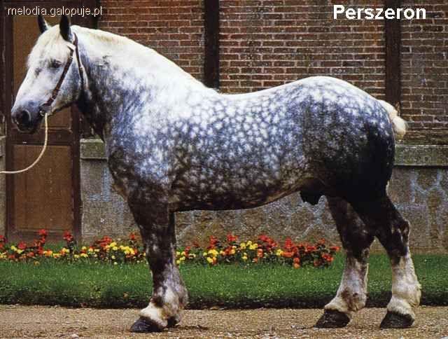 Perszeron 