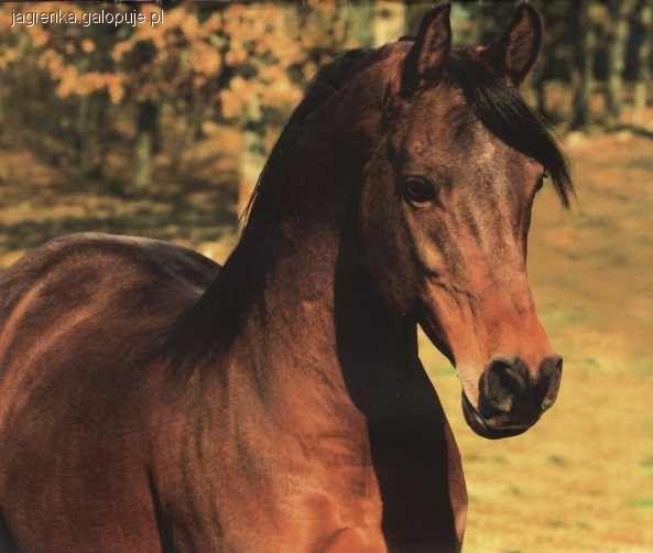 gidran