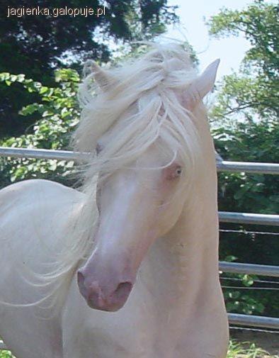Albino