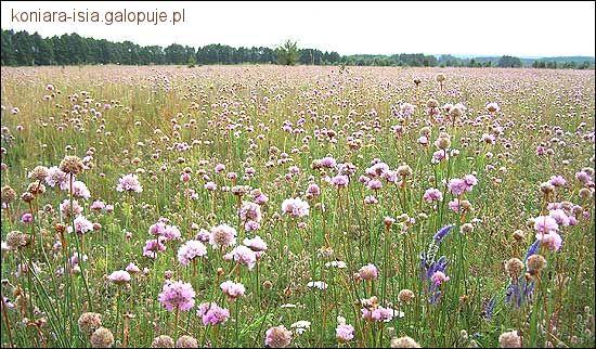 Na pastwisku