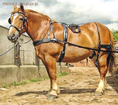Suffolk Punch