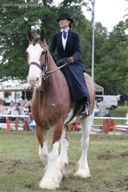 Koń Clydesdale