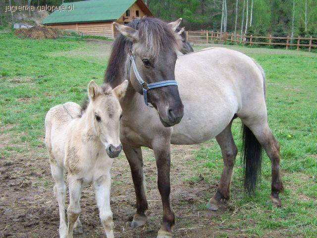 Konik polski