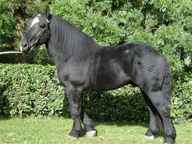 Perszerony