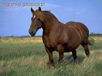 Suffolk Punch