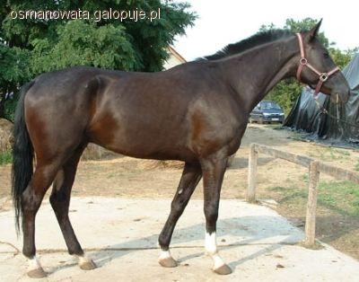 Furioso