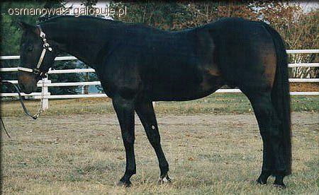 Canadian Cutting Horse
