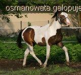 Koń kalabryjski