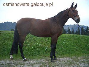 Bawarski koń gorącokrwisty