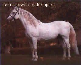 Koń aztecki